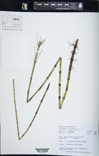 Equisetum fluviatile image