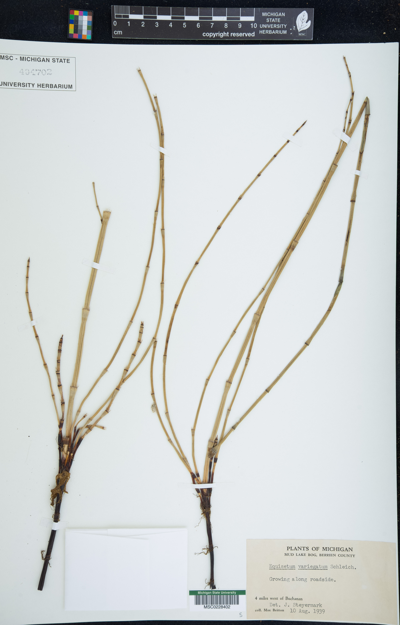 Equisetum variegatum image