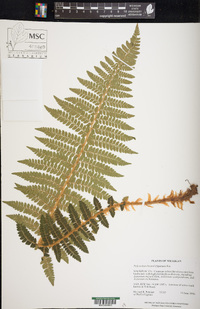 Polystichum braunii image