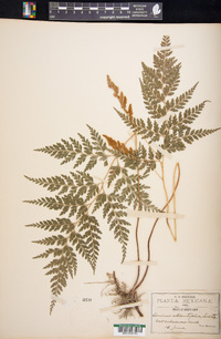 Anemia adiantifolia image