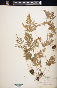 Anemia adiantifolia image