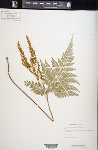 Anemia adiantifolia image