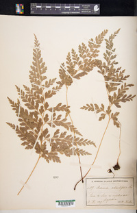 Anemia adiantifolia image