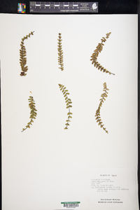 Asplenium resiliens image