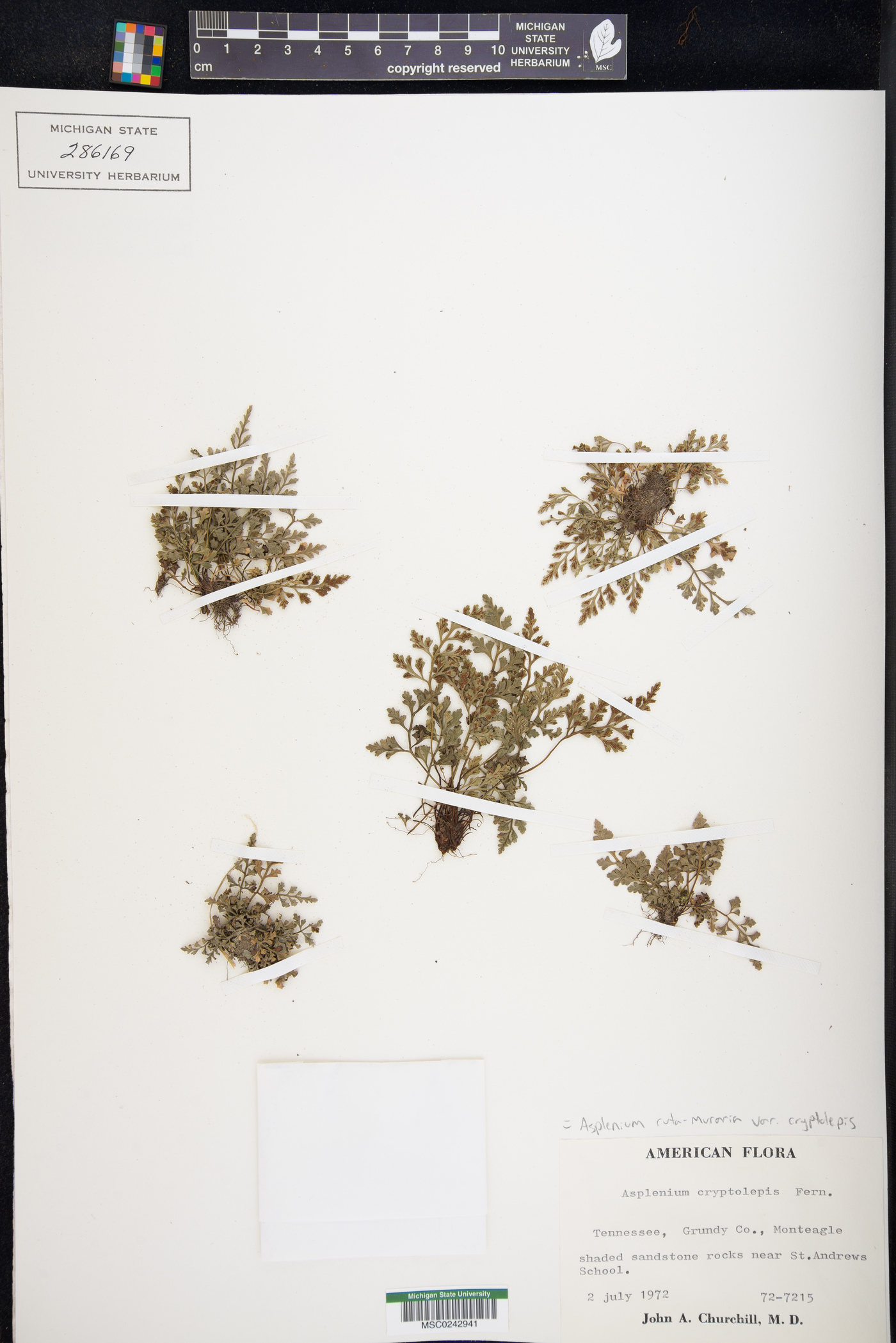 Asplenium ruta-muraria var. cryptolepis image
