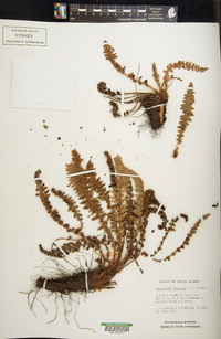 Dryopteris fragrans image