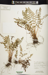 Dryopteris fragrans image