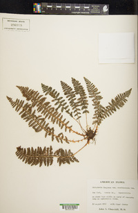 Dryopteris fragrans image