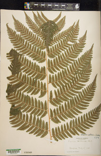 Dryopteris goldieana image