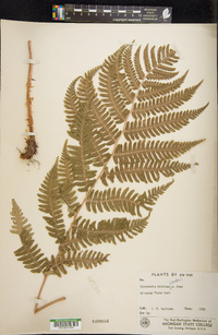 Dryopteris goldieana image