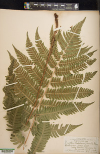 Dryopteris goldieana image