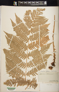 Dryopteris goldieana image