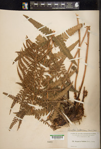 Dryopteris ludoviciana image