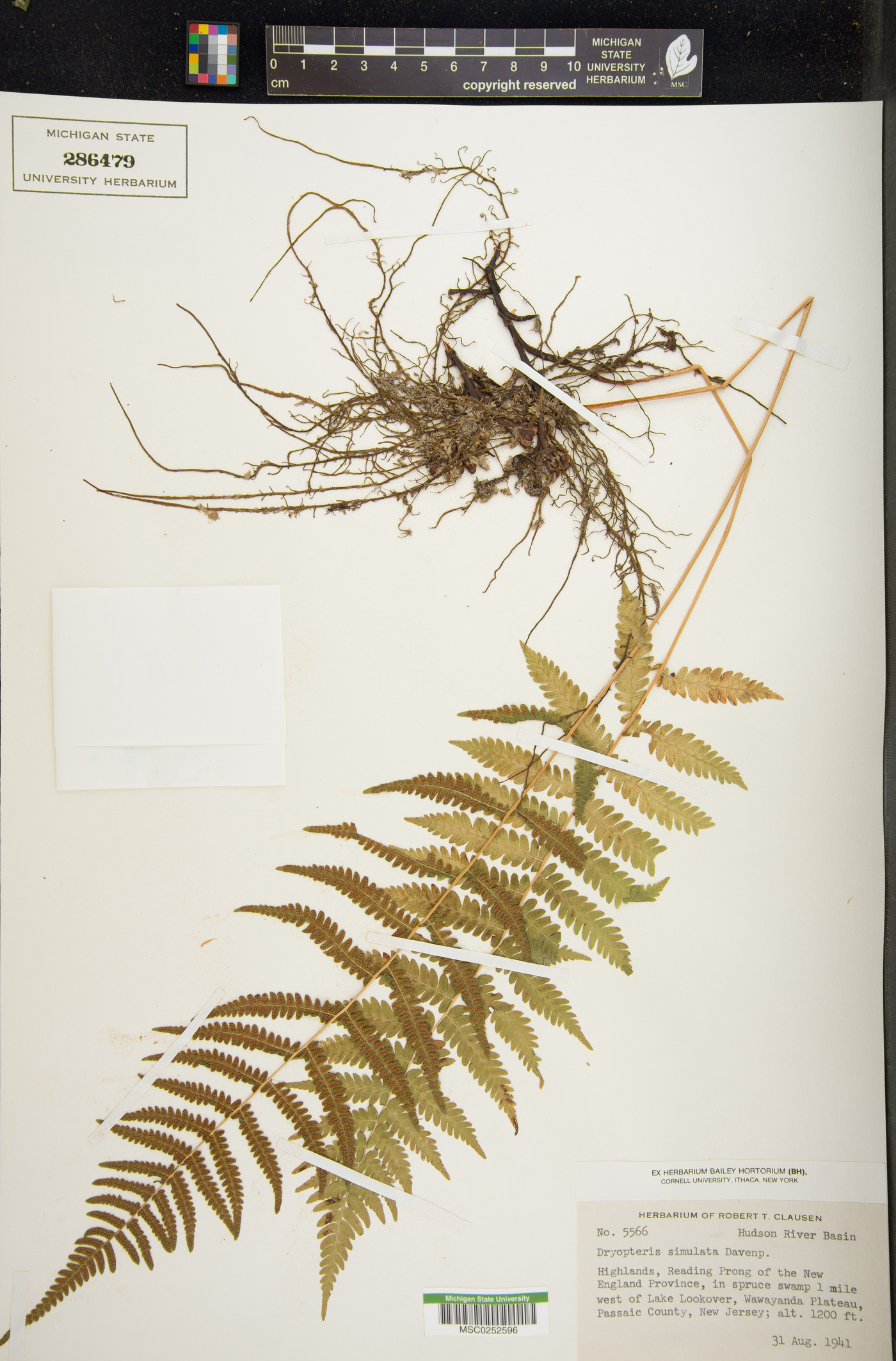 Dryopteris simasakii image