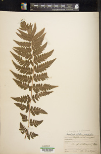 Dryopteris slossoniae image