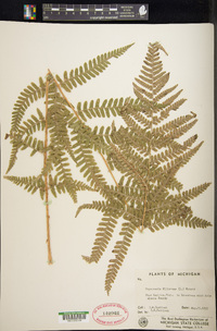 Dryopteris filix-mas image