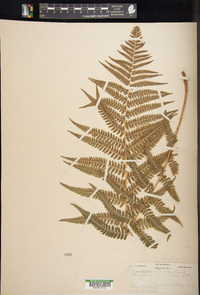 Dryopteris filix-mas image