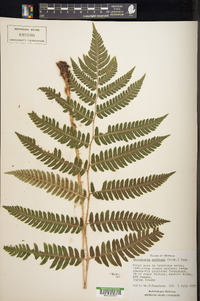 Dryopteris goldieana image