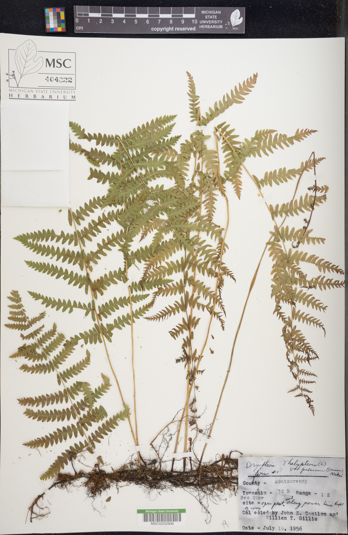 Thelypteris palustris subsp. palustris image
