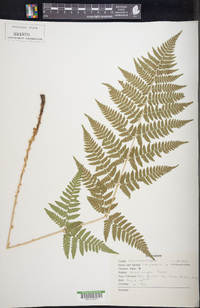 Dryopteris × triploidea image