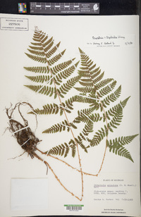 Dryopteris × triploidea image