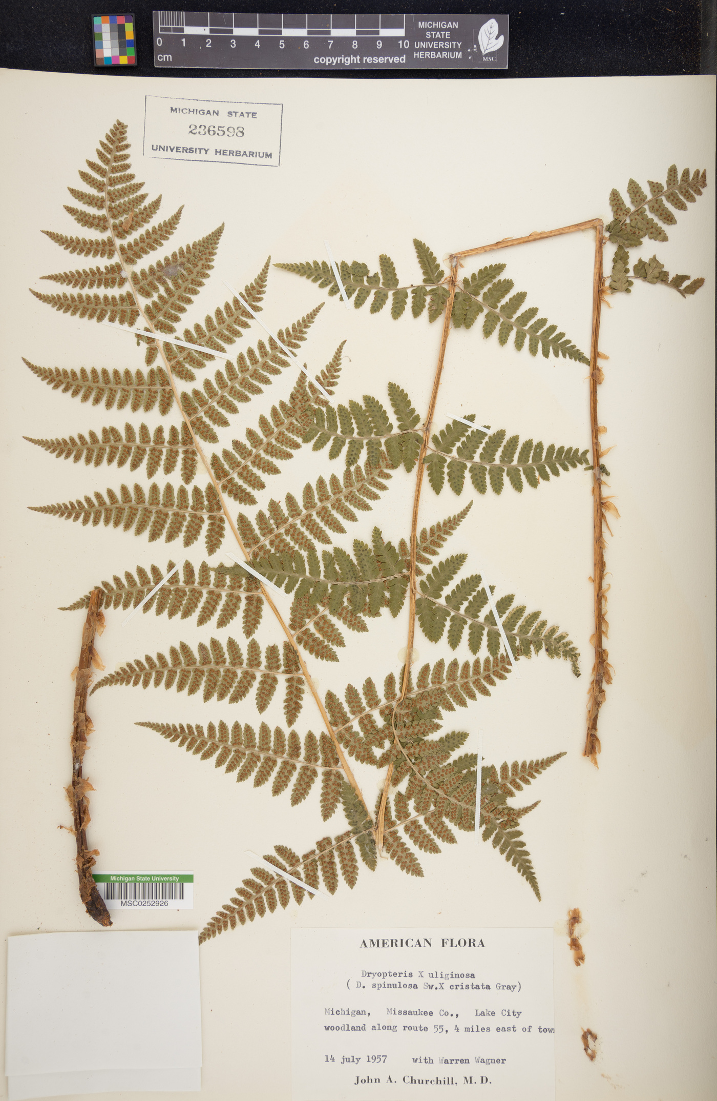 Dryopteris x uliginosa image