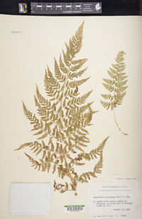 Dryopteris cinnamomea image