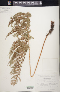 Dryopteris wallichiana image