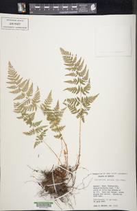 Dryopteris patula image