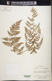 Dryopteris patula image