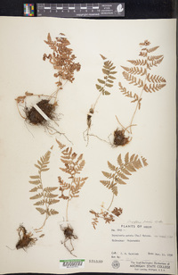 Dryopteris rossii image