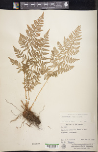 Dryopteris rossii image