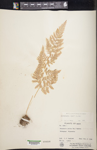 Dryopteris rossii image