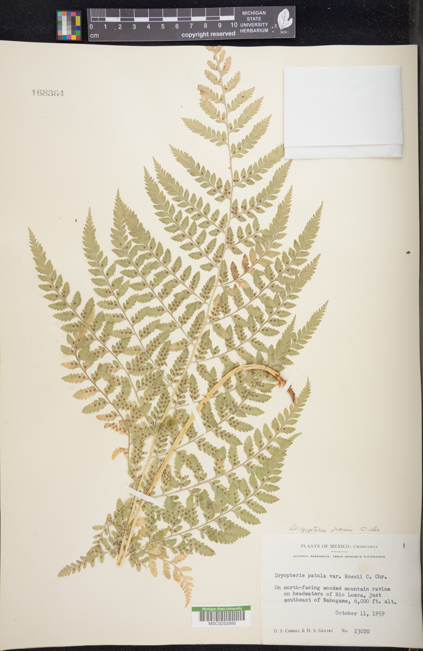 Dryopteris rossii image