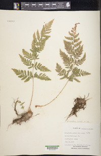 Dryopteris rossii image