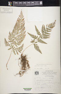 Dryopteris rossii image