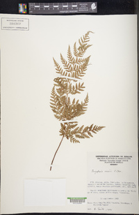 Dryopteris rossii image