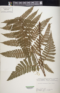 Dryopteris karwinskyana image