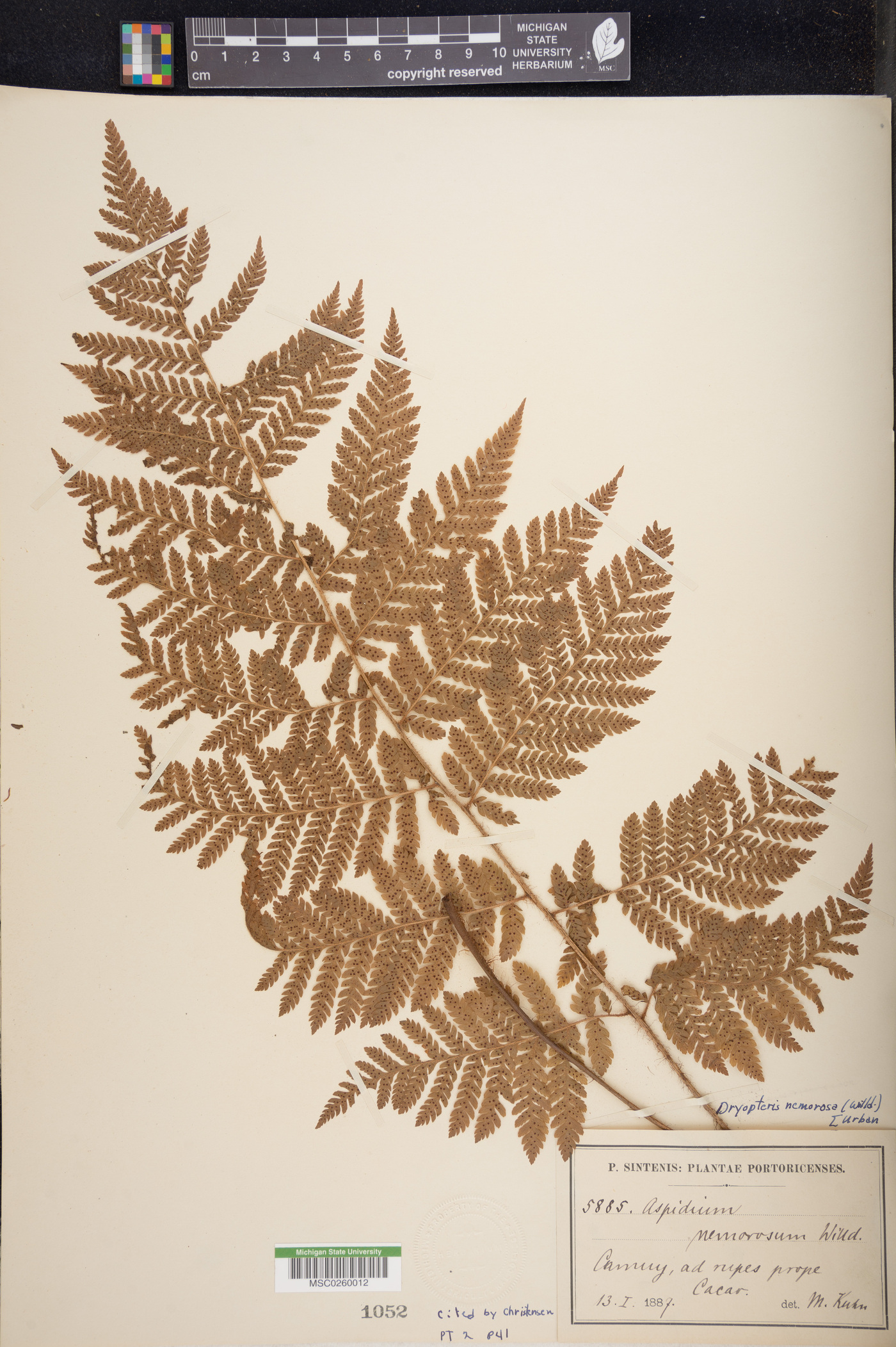 Dryopteris nemorosa image