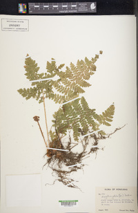 Dryopteris patula image