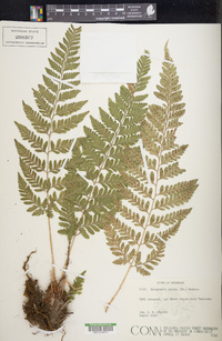 Dryopteris patula image