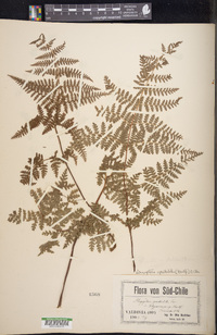 Image of Megalastrum spectabile