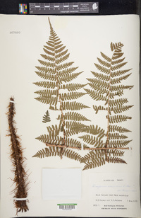 Dryopteris unidentata image