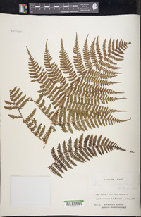 Dryopteris unidentata image