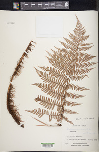 Dryopteris unidentata image