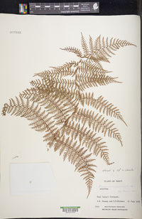 Dryopteris unidentata image