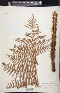 Dryopteris unidentata image