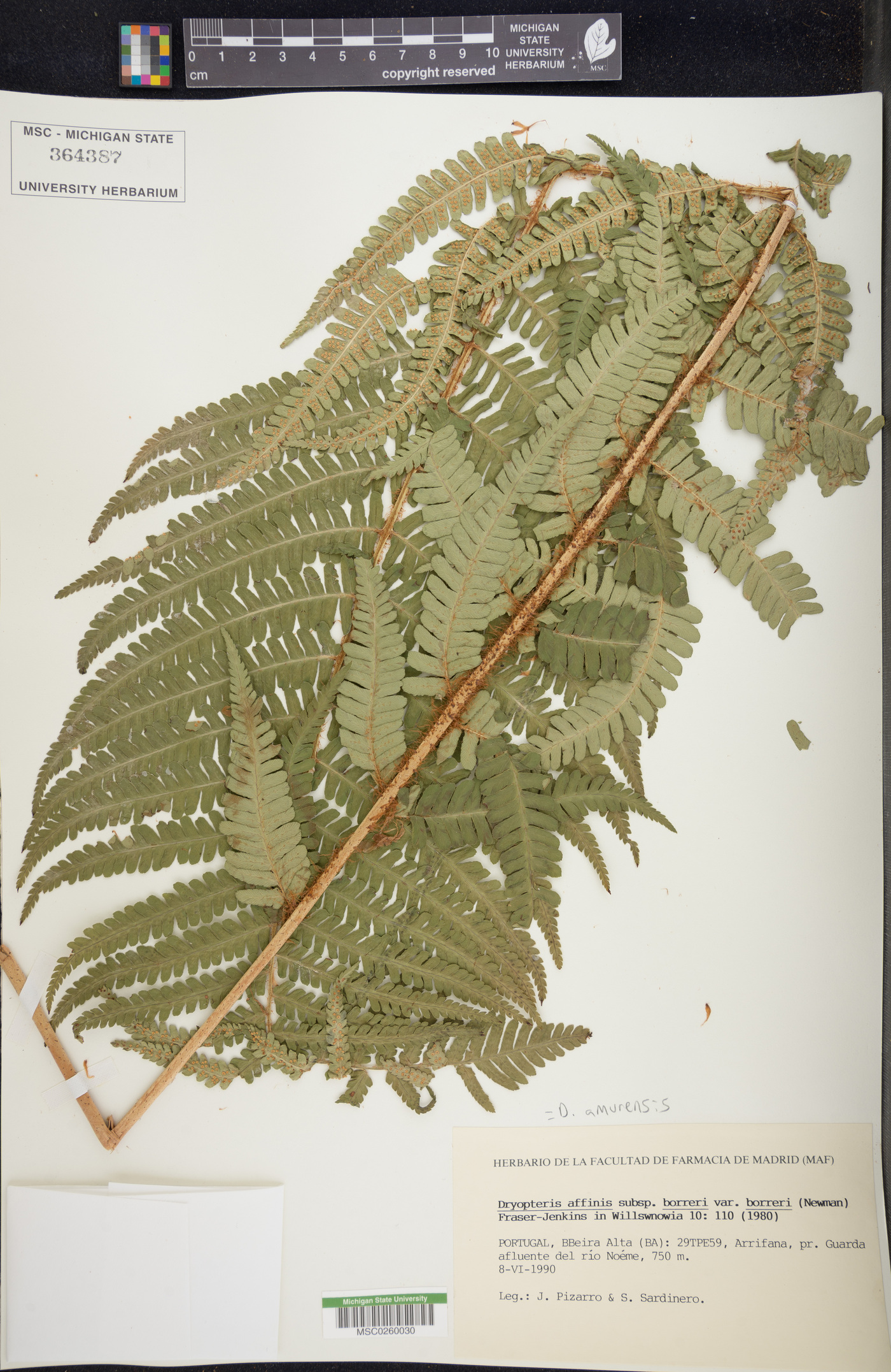 Dryopteris amurensis image