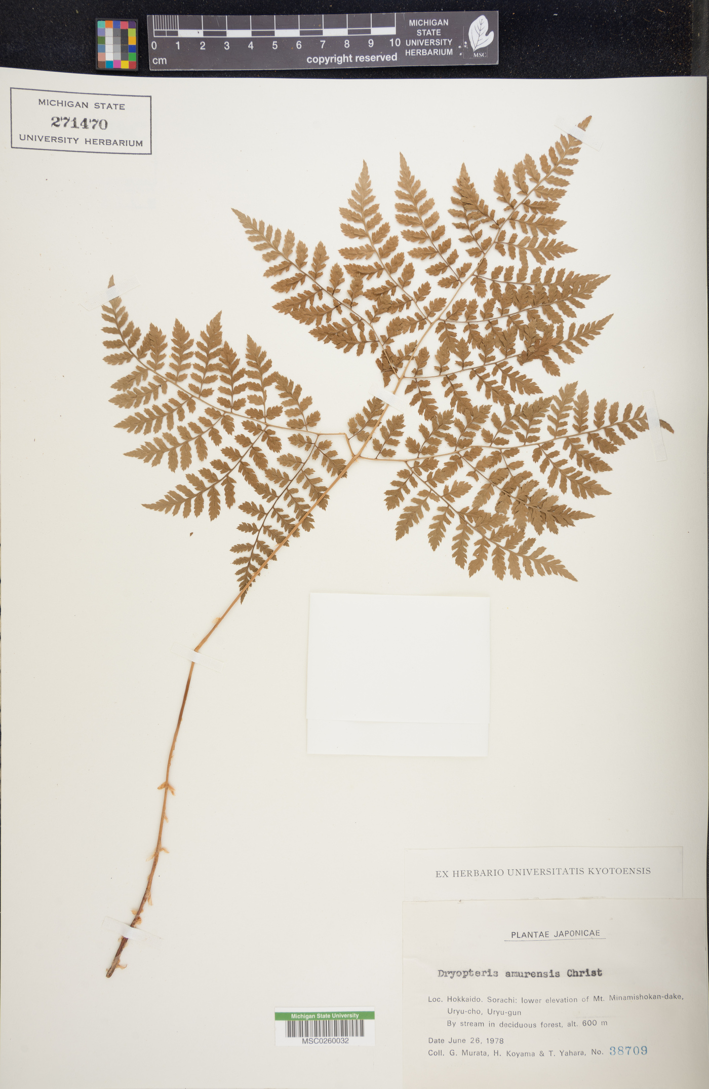 Dryopteris amurensis image
