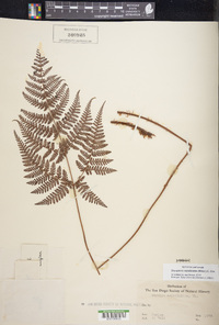 Amauropelta aspidioides image